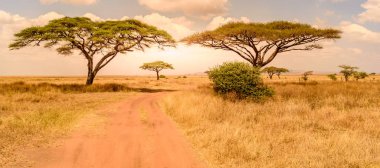 Serengeti Ulusal Parkı 'nda Safari arabasıyla toprak yolda güzel manzara, Tanzanya, Afrika' da oyun sürüşü.