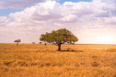 Serengeti Ulusal Parkı, Tanzanya 'da Savannah' da yalnız bir akasya ağacının panoramik görüntüsü - Afrika 'da Safari