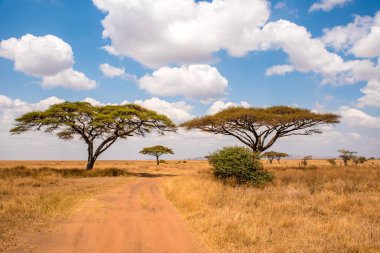 Serengeti Ulusal Parkı 'nda Safari arabasıyla toprak yolda güzel manzara, Tanzanya, Afrika' da oyun sürüşü.