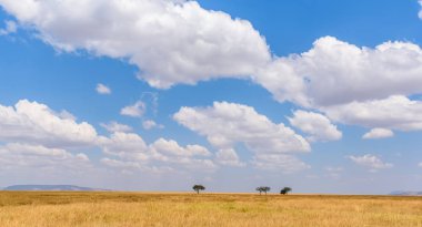 Serengeti Ulusal Parkı, Tanzanya 'da Savannah' da yalnız bir akasya ağacının panoramik görüntüsü - Afrika 'da Safari