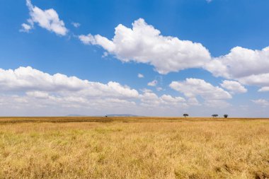 Serengeti Ulusal Parkı, Tanzanya 'da Savannah' da yalnız bir akasya ağacının panoramik görüntüsü - Afrika 'da Safari