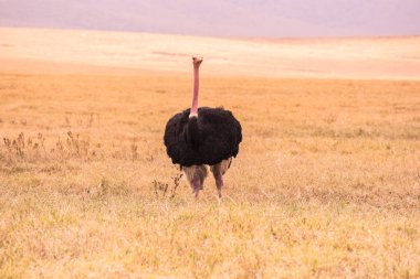 Ngorongoro Krateri Ulusal Parkı 'nda devekuşu kuşu. Afrika Savannah 'da Safari Turları. Tanzanya, Afrika 'da güzel vahşi yaşam