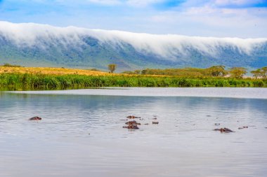 Hippo Pool in the Ngorongoro crater National Park. Safari Tours in Savannah of Africa. Beautiful wildlife in Tanzania, Africa clipart