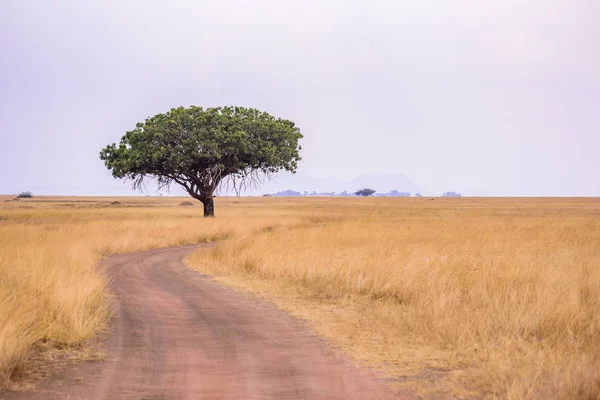 Jazda Samochodem Safari Polnej Drodze Parku Narodowym Serengeti Pięknej Scenerii — Zdjęcie stockowe