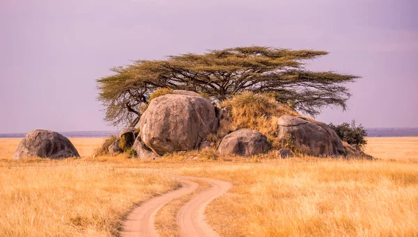 Jazda Samochodem Safari Polnej Drodze Parku Narodowym Serengeti Pięknej Scenerii — Zdjęcie stockowe