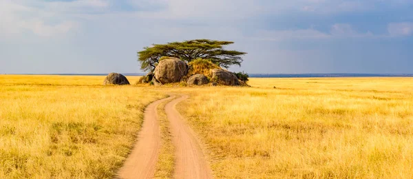 Serengeti Ulusal Parkı Nda Safari Arabasıyla Toprak Yolda Güzel Manzara — Stok fotoğraf