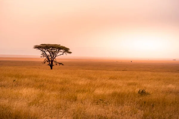 Panoramabild Ett Ensamt Akaciaträd Savannah Serengetis Nationalpark Tanzania Safari Afrika — Stockfoto