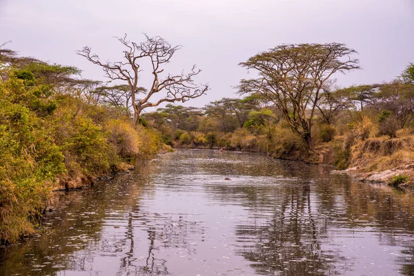탄자니아 사파리 세렝게티 공원의 아름다운 풍경으로 흐르는 — 스톡 사진