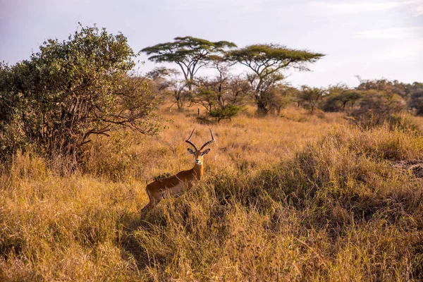 Gazela Buszu Przejażdżka Samochodem Safari Parku Narodowym Serengeti Pięknej Scenerii — Zdjęcie stockowe