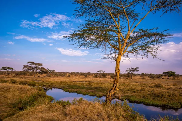 Rio Lago Belas Paisagens Parque Nacional Serengeti Tanzânia Safari África — Fotografia de Stock