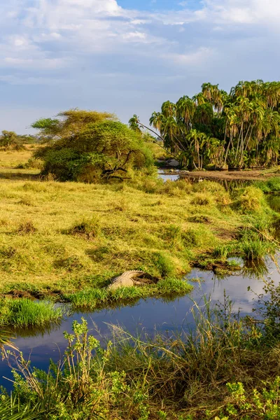 탄자니아 사파리 세렝게티 공원의 아름다운 풍경으로 흐르는 — 스톡 사진