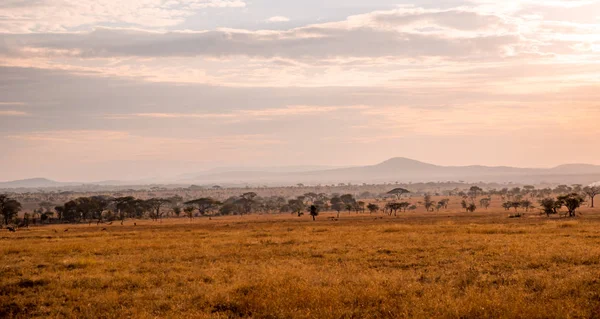 セレンゲティ国立公園 タンザニアのサバンナの孤独なアカシアのパノラマ画像 アフリカのサファリ — ストック写真