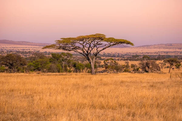 Serengeti Ulusal Parkı, Tanzanya 'da Savannah' da yalnız bir akasya ağacının panoramik görüntüsü - Afrika 'da Safari