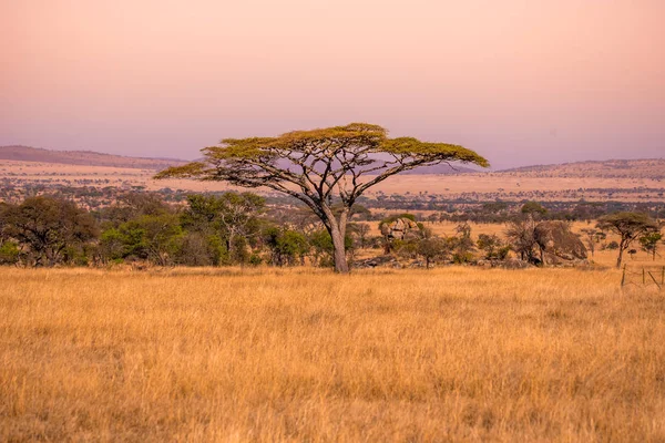 セレンゲティ国立公園 タンザニアのサバンナの孤独なアカシアのパノラマ画像 アフリカのサファリ — ストック写真