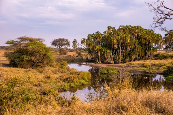 Nehir ve Göl, Serengeti Milli Parkı 'nın güzel manzarası, Tanzanya - Afrika Safari