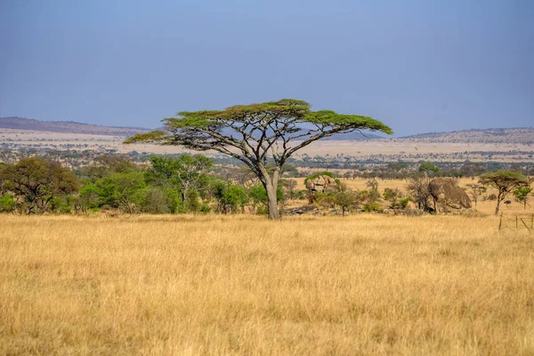 Imagen Panorámica Una Acacia Solitaria Savannah Parque Nacional Del Serengeti — Foto de Stock