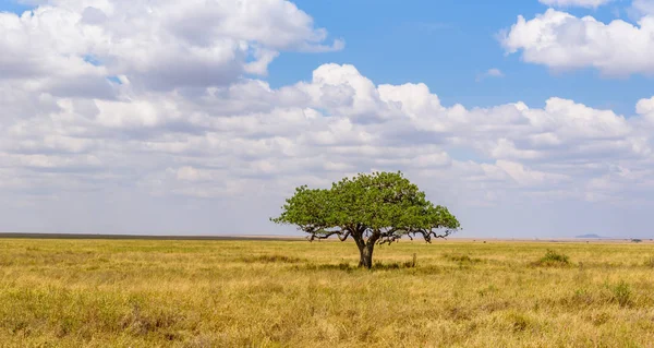 Serengeti Ulusal Parkı Tanzanya Savannah Yalnız Bir Akasya Ağacının Panoramik — Stok fotoğraf