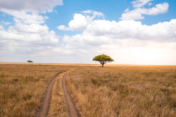 Game drive on dirt road with Safari car in Serengeti National Park in beautiful landscape scenery, Tanzania, Africa