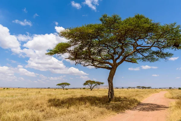 Game Drive Dirt Road Safari Car Serengeti National Park Beautiful — Stock fotografie