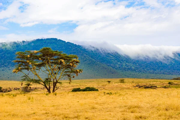 Panorama Parque Nacional Cratera Ngorongoro Com Lago Magadi Safari Tours — Fotografia de Stock