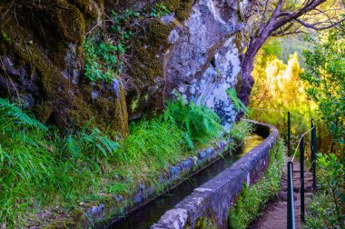 Laurel Ormanı 'nda 25 Fonte ile yürüyüş yapmak - Portekiz' in Madeira Adası 'ndaki ünlü 25 Fountains' in yolu -