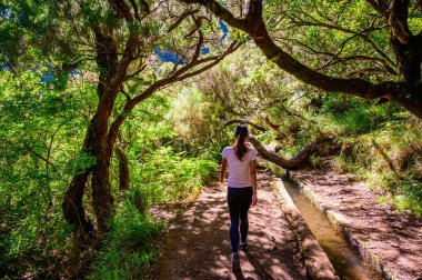Laurel Ormanı 'nda 25 Fonte ile yürüyüş yapmak - Portekiz' in Madeira Adası 'ndaki ünlü 25 Fountains' in yolu -