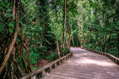 Tropikal yağmur ormanlarında tahta patika ve patika - Lio Sahili, El Nido, Palawan, Filipinler yakınlarında
