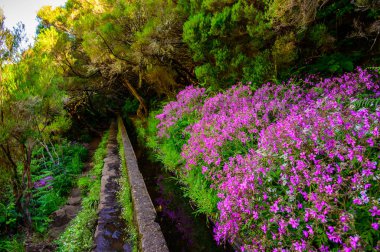 Laurel Ormanı 'nda 25 Fonte ile yürüyüş yapmak - Portekiz' in Madeira Adası 'ndaki ünlü 25 Fountains' in yolu -