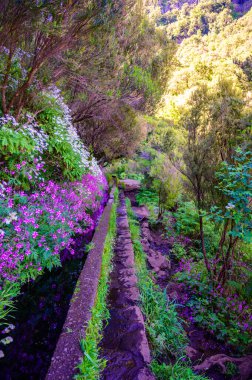 Laurel Ormanı 'nda 25 Fonte ile yürüyüş yapmak - Portekiz' in Madeira Adası 'ndaki ünlü 25 Fountains' in yolu -