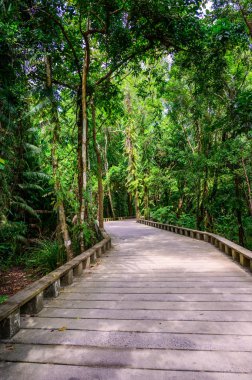Tropikal yağmur ormanlarında tahta patika ve patika - Lio Sahili, El Nido, Palawan, Filipinler yakınlarında