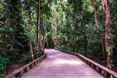Tropikal yağmur ormanlarında tahta patika ve patika - Lio Sahili, El Nido, Palawan, Filipinler yakınlarında