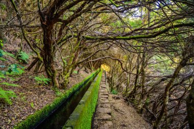Laurel Ormanı 'nda 25 Fonte ile yürüyüş yapmak - Portekiz' in Madeira Adası 'ndaki ünlü 25 Fountains' in yolu -