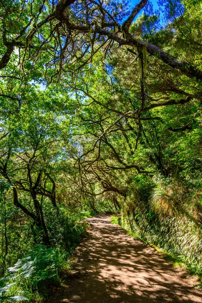 在Laurel森林中远足的Levada小径25个枫树 在美丽的风景中通向著名的25个喷泉之路 葡萄牙马德拉岛 — 图库照片