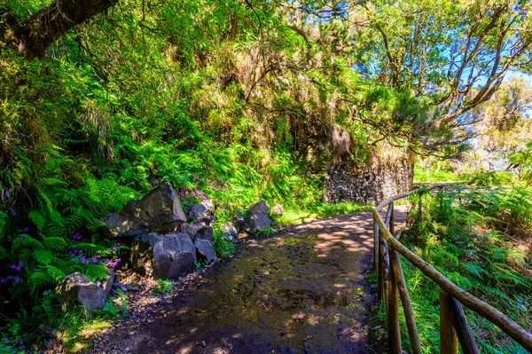 Túrázás Levada Nyomvonal Fontes Laurel Forest Path Famous Fountains Beautiful — Stock Fotó