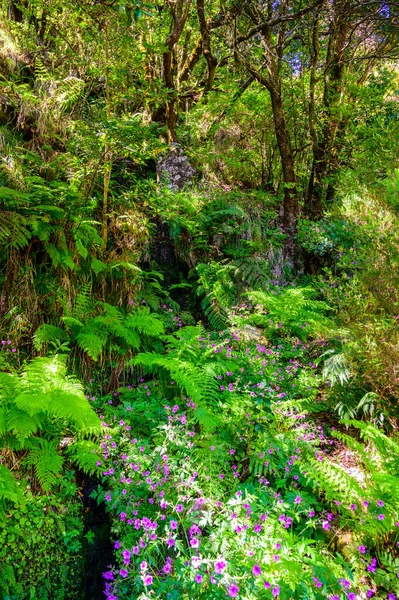 Túrázás Levada Nyomvonal Fontes Laurel Forest Path Famous Fountains Beautiful — Stock Fotó