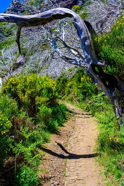 Krásná Turistická Stezka Pico Arieiro Pico Ruivo Ostrov Madeira Chodník — Stock fotografie