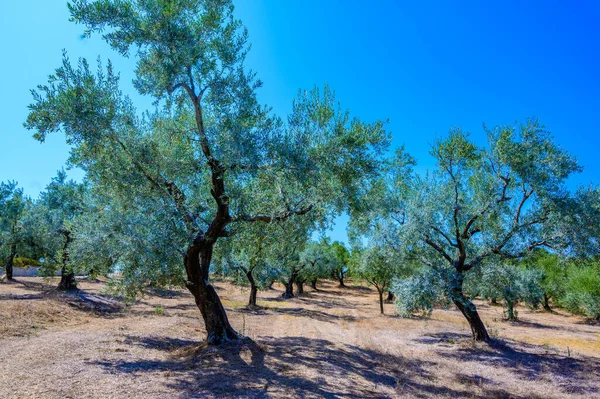 Olive Tree Leaves Closeup Field Greece Olive Oil Production Mediterranean — Stock Photo, Image