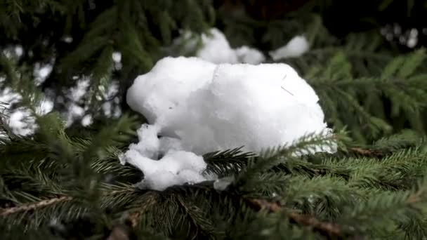 Sneeuw Ligt Een Vuren Tak — Stockvideo