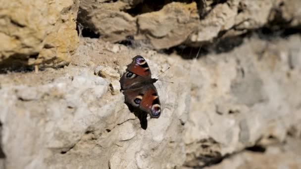 Butterfly Sits Stone Wall — Stock Video