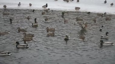 Ördekler kış aylarında gölde yüzmek