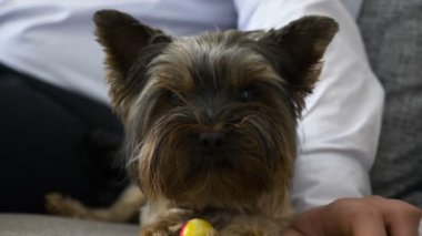 Küçük bir köpek kameraya görünüyor