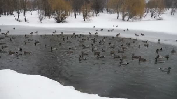 Kachny Plavání Rybníku Zimě — Stock video