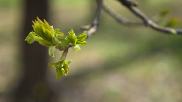 Knopp Knoppig Trädet Första Bladen Våren — Stockvideo