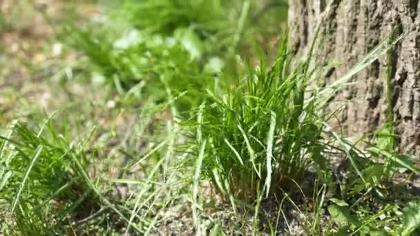 Herbe près d'un arbre, vent 