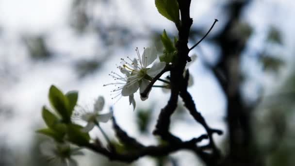 Bahar Çiçekleri Kiraz Ağacı — Stok video