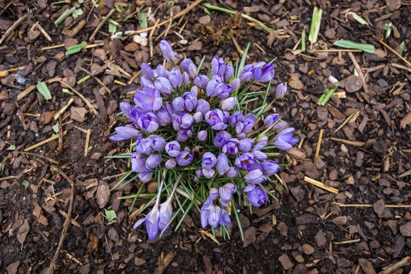 Flor de primavera Crocus (Crocus sativus). Vista de cima . — Fotografia de Stock