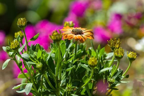 Bahçede çiçekli Gerbera. — Stok fotoğraf
