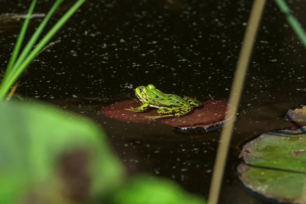 La rana pantanosa (Pelophylax ridibundus) se asienta sobre una hoja de lirio . —  Fotos de Stock