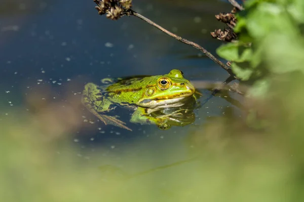 La grenouille des marais (Pelophylax ridibundus) flotte dans l'eau . — Photo