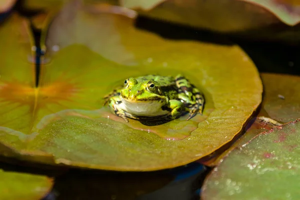 The marsh frog (Pelophylax ridibundus) sits on a lily leaf. — Stock Photo, Image